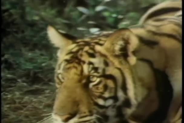 Tiger Greift Mann Wald — Stockvideo