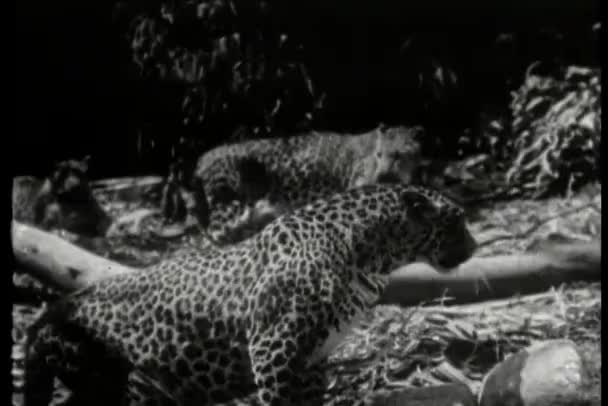Wilder Leopard Knurrt Vintage Filmmaterial — Stockvideo