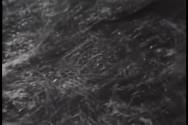 关于蛇在草丛中滑行的黑白录像 — 图库视频影像
