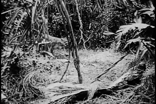 Cougar Walking Jungle Vintage Footage — Stock Video