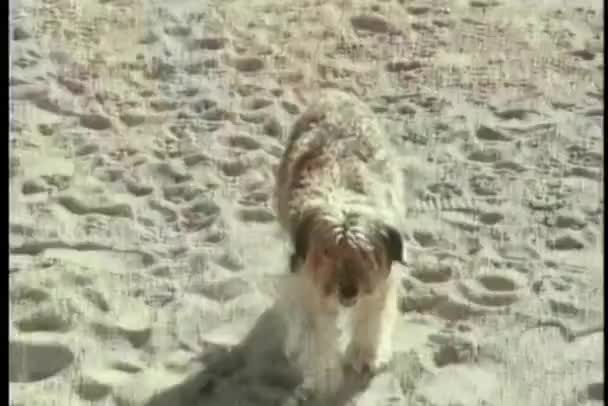 Leuke Hond Wandelen Blaffen Zand — Stockvideo