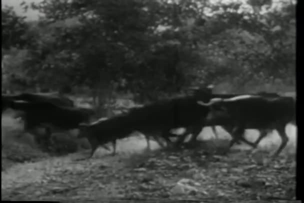 逃跑和开枪的牛仔 — 图库视频影像