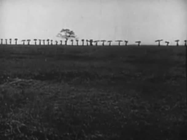 Longo Tiro Linha Pessoas Pertences Cabeça 1940 — Vídeo de Stock