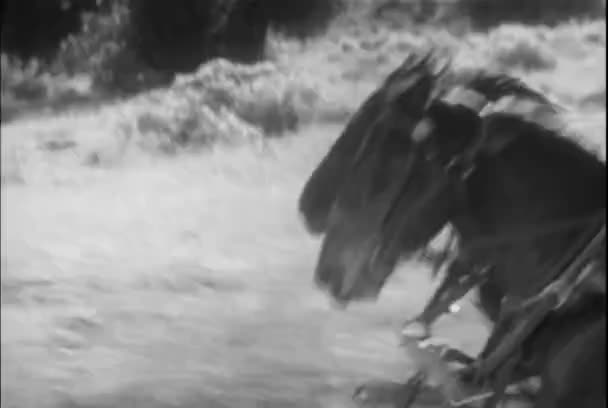 Крупный План Двух Запряженных Лошадей Скачущих Стране 1930 Годы — стоковое видео