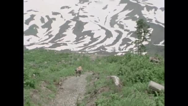 Gyaloglás Felé Mount Helens 1970 Években Két Túrázók — Stock videók