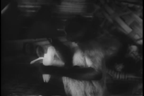 Macaco Comendo Banana Vintage Footage — Vídeo de Stock
