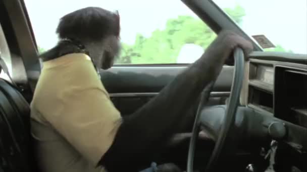 Widok Boku Monkey Jazdy Rocznika Samochodu Drodze — Wideo stockowe