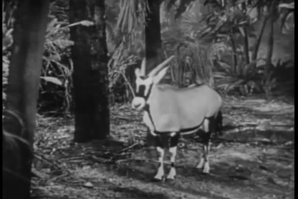 蒙太奇羚羊和食蚁兽在丛林中 — 图库视频影像