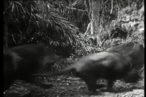 Lot Lions Courant Dans Jungle — Video