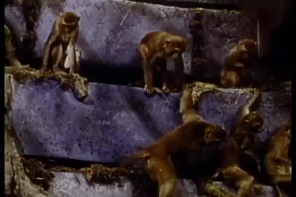 Scimmie Arrampicata Formazione Rocciosa — Video Stock