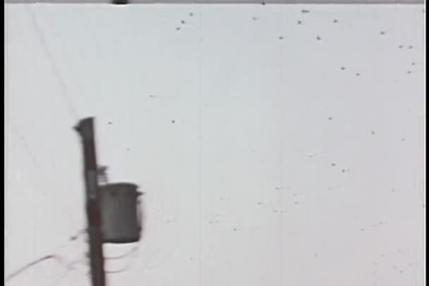 橋の上を飛んで 木の上に着陸の鳥の低角度のビュー — ストック動画