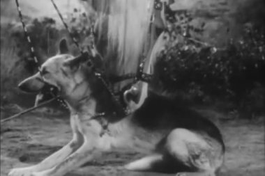 At koklaşmaya Alman çoban 1940'larda, rulo