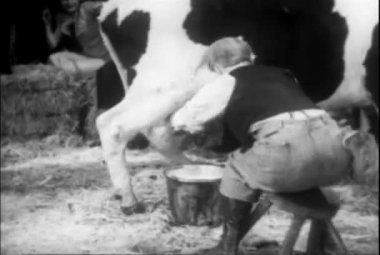 1930'larda işbirliği yapmayan bir inek sağım adam