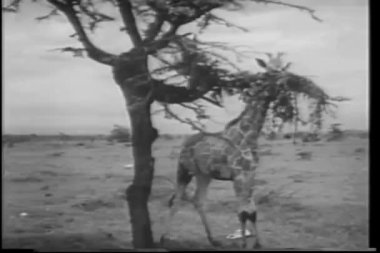 Ağaçtan yaprak yiyen zürafa.