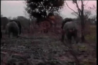 Afrika filleri araba hareket etmesini görüntülemek
