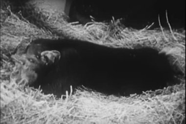 Zaman atlamalı şempanze Capuchin maymunu, 1950'lerde dönüştürme