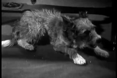 Köpek yerde dinleniyor ve esniyor, 1930 'larda.