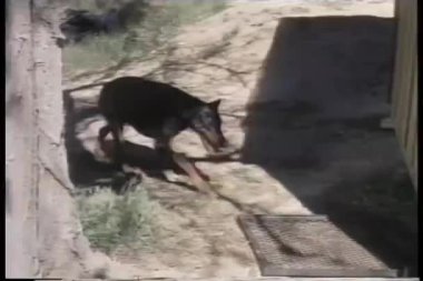 Doberman giren köpek evi