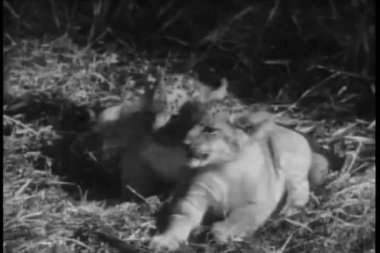 çimenlerin üzerinde oynama aslan yavruları