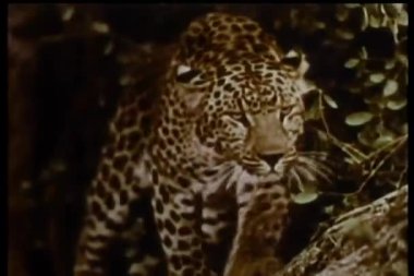 Eski moda iki leoparın sinsi sinsi dolaşma görüntüleri.