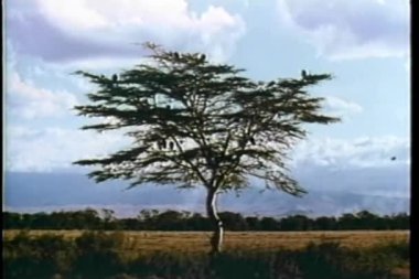 mount kilamanjaro tarafından Afrika'da yerleşim