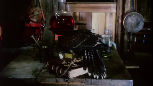 Hawk Mangeant Souris Laboratoire Vue Rapprochée — Video