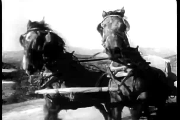 Galloping Horses Harnessed Empty Carriage Country Road — Stock Video