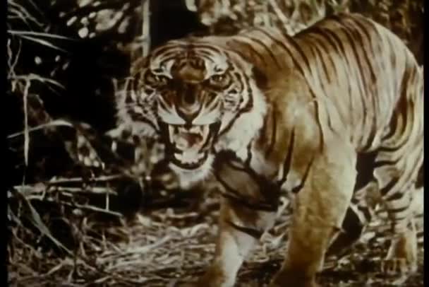 Growling Tigre Selva Vista Perto — Vídeo de Stock
