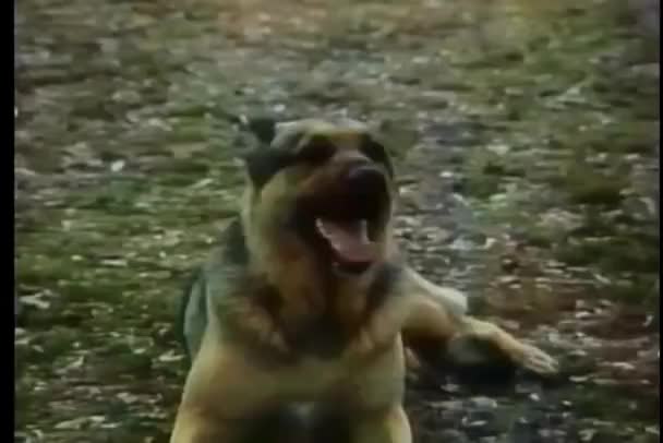 Montaggio Cani Guardia Riprese Vintage — Video Stock
