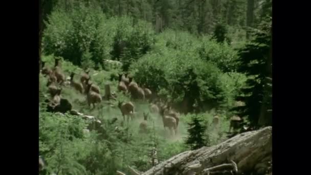 1970 년대는 사슴의 그룹의 — 비디오
