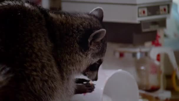 Close Racoon Eating Spilled Food Kitchen Counter — Stock Video