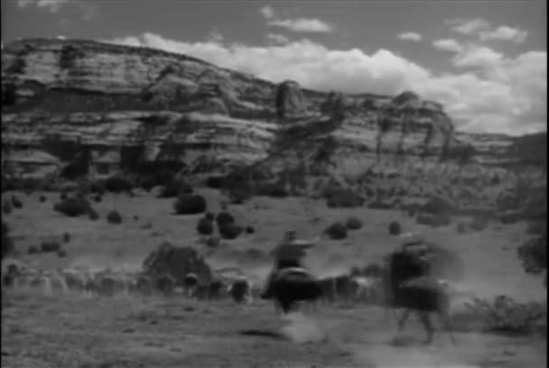 Cowboys Cavalo Pastoreando Gado Nas Planícies Arizona Década 1940 — Vídeo de Stock