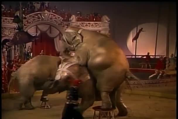 Танцюючі Слони Виступають Цирку — стокове відео