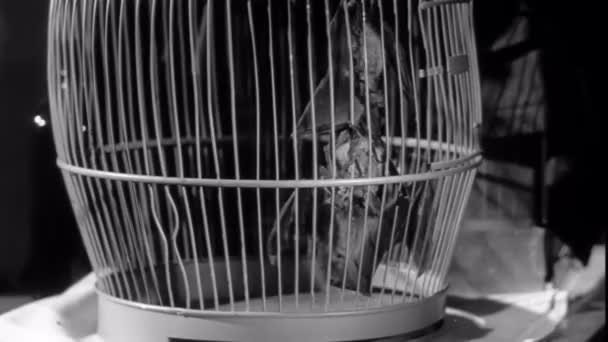 ケージ 黒と白の映像でコウモリのビューを閉じる — ストック動画