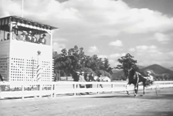 Hästar Som Uppvärmning Innan Sele Race — Stockvideo