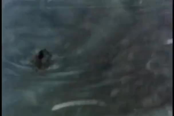 Spinne Huscht Über Wasserkante — Stockvideo