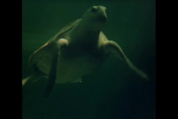 Tartaruga Grande Nadando Aquário — Vídeo de Stock