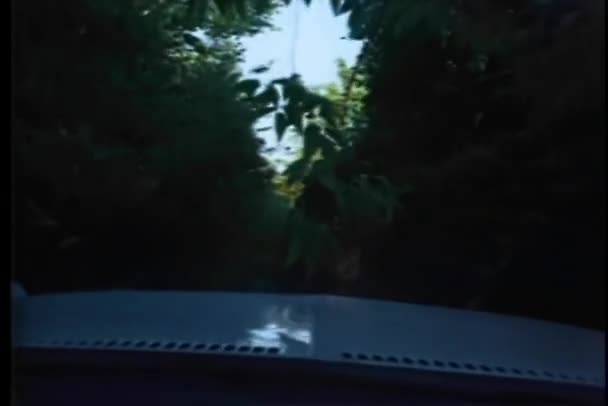 森を通って運転の車からの視点 — ストック動画