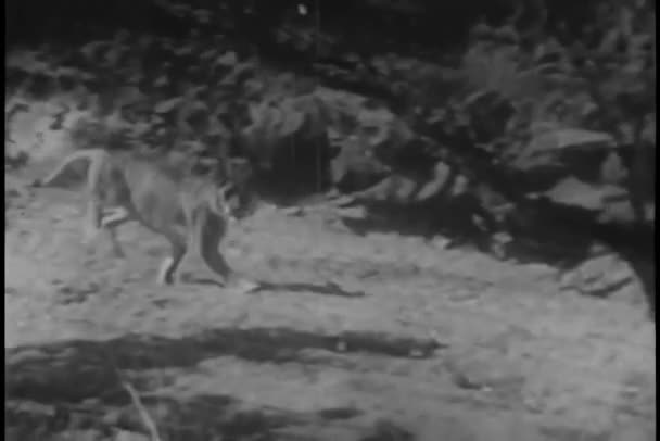 自然を背景に走るライオン ヴィンテージ映像 — ストック動画