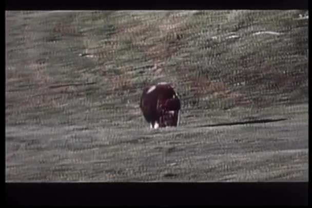 自然の背景にフィールドで放牧するムスコクセン — ストック動画