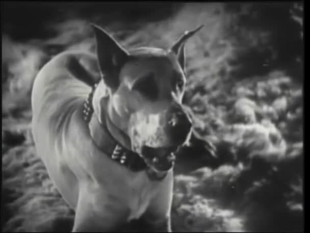 Наклоните Снимок Зевающей Собаки Время Отдыха — стоковое видео