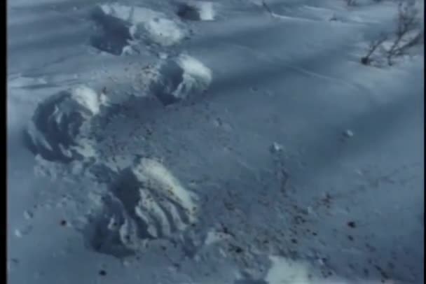 Spur Blutverschmierter Pfotenabdrücke Schnee — Stockvideo