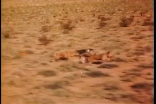 草原を渡って動く犬の小さなグループ — ストック動画