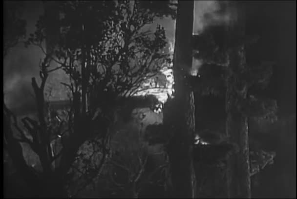 Árbol Cayendo Durante Incendio Forestal 1950 — Vídeos de Stock