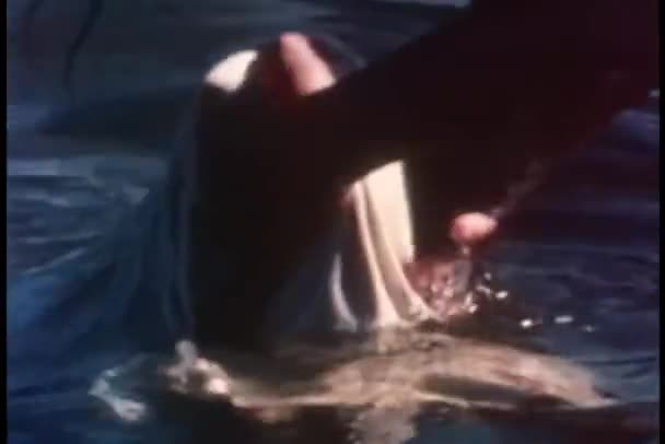 Mittlere Aufnahme Der Hände Beim Waschen Der Karibus Haut — Stockvideo