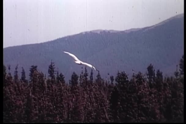 Jestřáb Letí Nad Lesem Zpomaleným Pohybem — Stock video