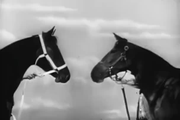 Średnio Strzał Dwa Konie Nuzzling — Wideo stockowe