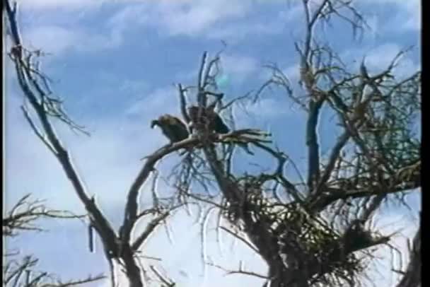 Δύο Γύπες Που Κάθεται Στο Κλαδί Δέντρου — Αρχείο Βίντεο