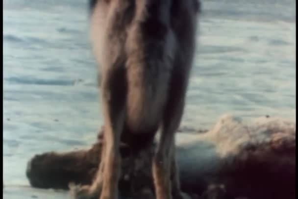 Wolf Frisst Karibus Kadaver — Stockvideo