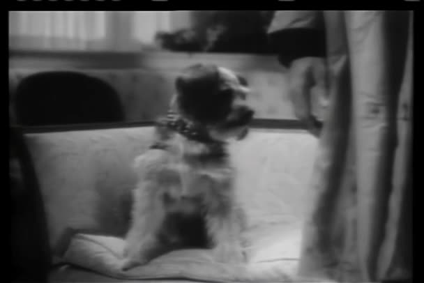 Σκύλος Πηδώντας Από Τον Καναπέ Και Κρύβονται Πίσω Από Πόδια — Αρχείο Βίντεο
